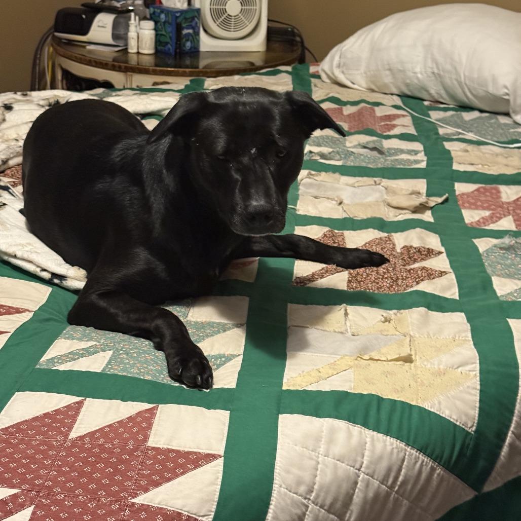 Raven, a Adoptable Black Labrador Retriever in Little Rock, AR image 2/4