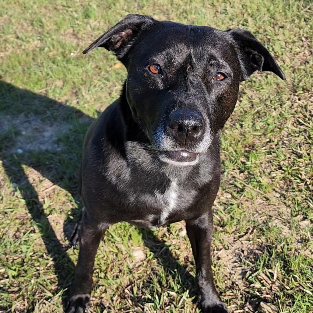 Enlarge Raven, a Adoptable Black Labrador Retriever in Little Rock, AR image 2/6