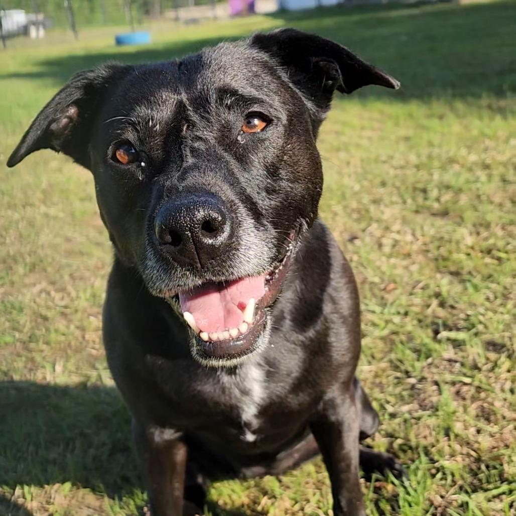 Enlarge Raven, a Adoptable Black Labrador Retriever in Little Rock, AR image 3/6