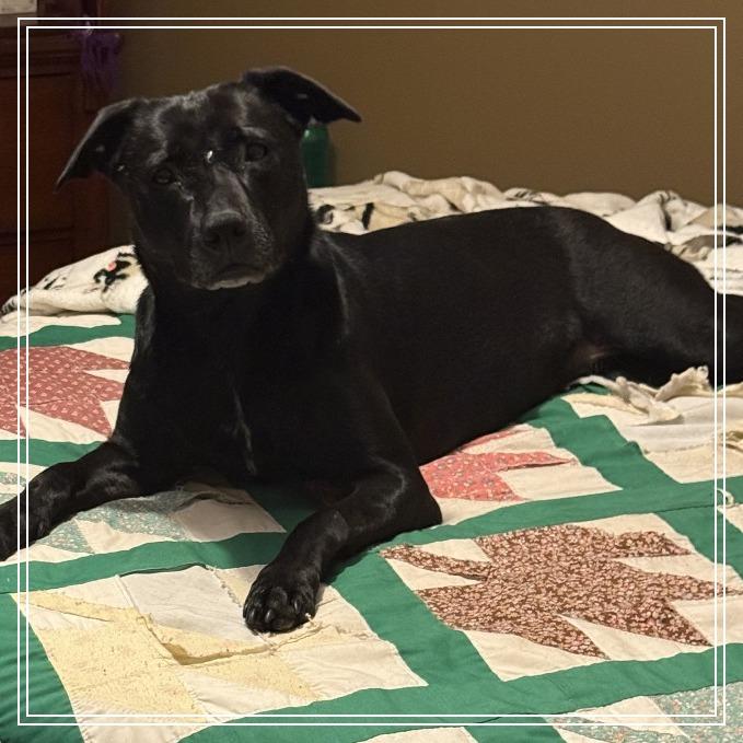 Raven, a Adoptable Black Labrador Retriever in Little Rock, AR image 3/4