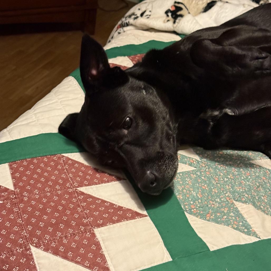 Raven, a Adoptable Black Labrador Retriever in Little Rock, AR image 4/4