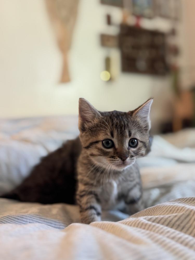 Marie, Adoptable, Kitten Female Domestic Short Hair.