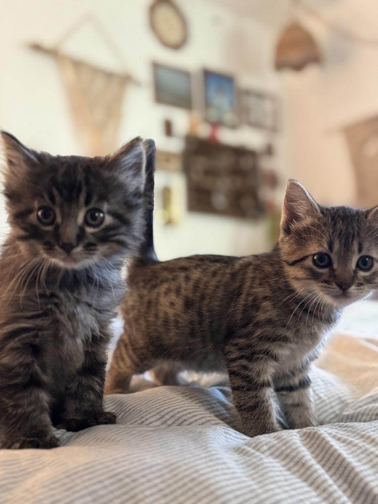 Enlarge Marie, a Adoptable Domestic Short Hair in Tucson, AZ image 2/3