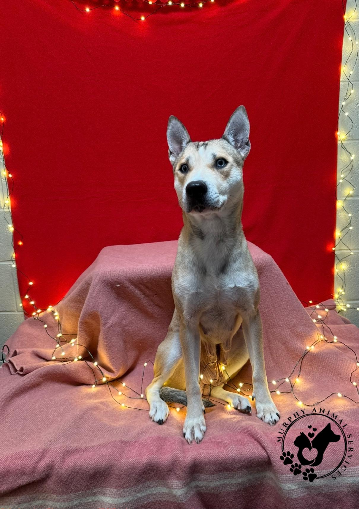 Loryn, adoptable, Adult Female German Shepherd Dog & Mixed Breed.