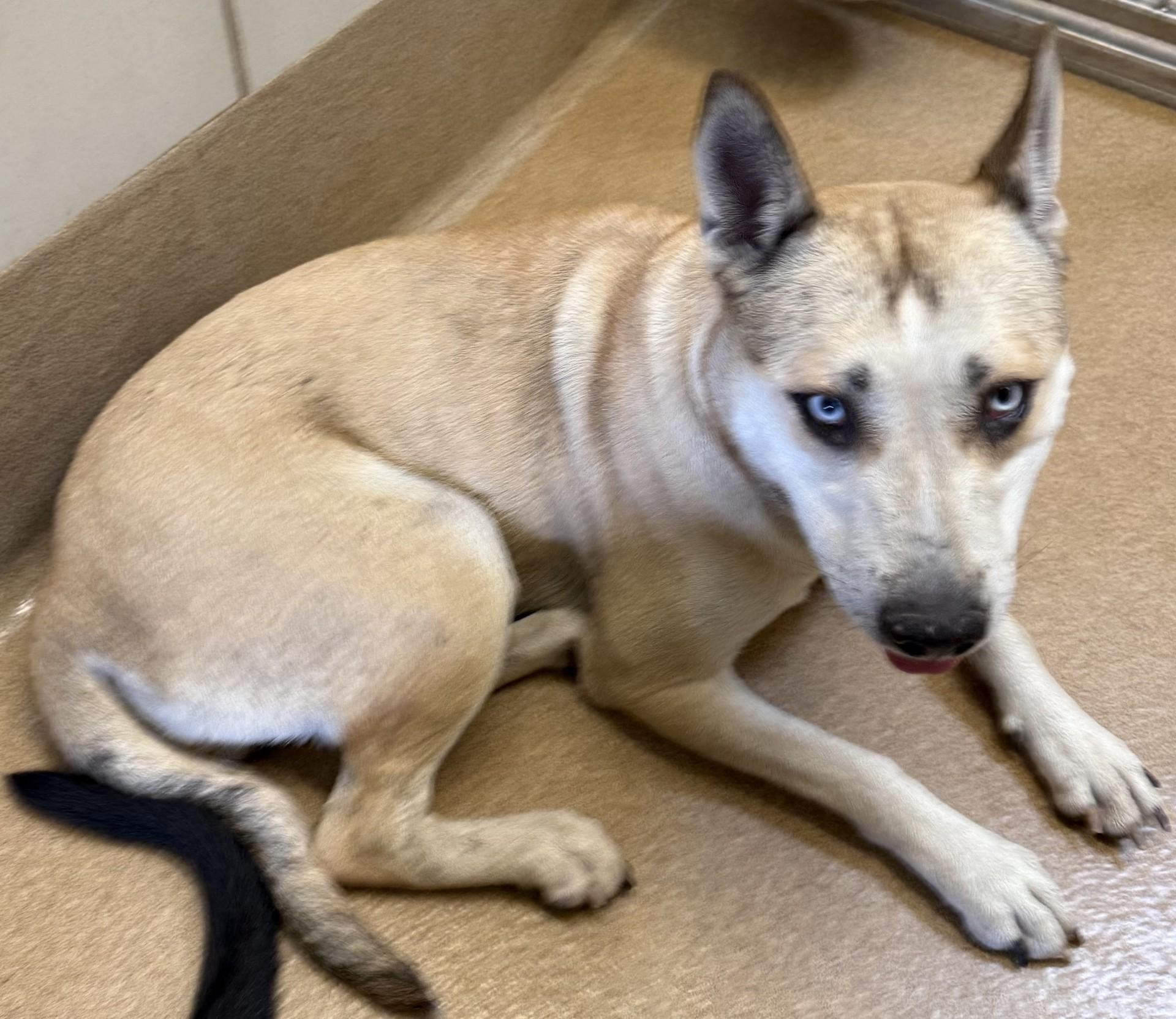 Loryn, adoptable, Adult Female German Shepherd Dog & Mixed Breed.