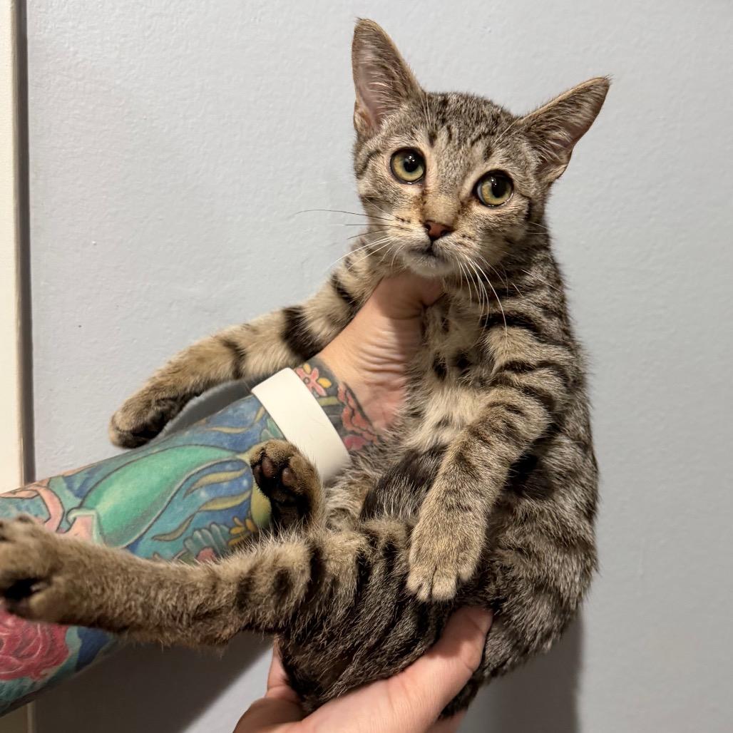 Ocean, Adoptable, Young Female Domestic Short Hair.