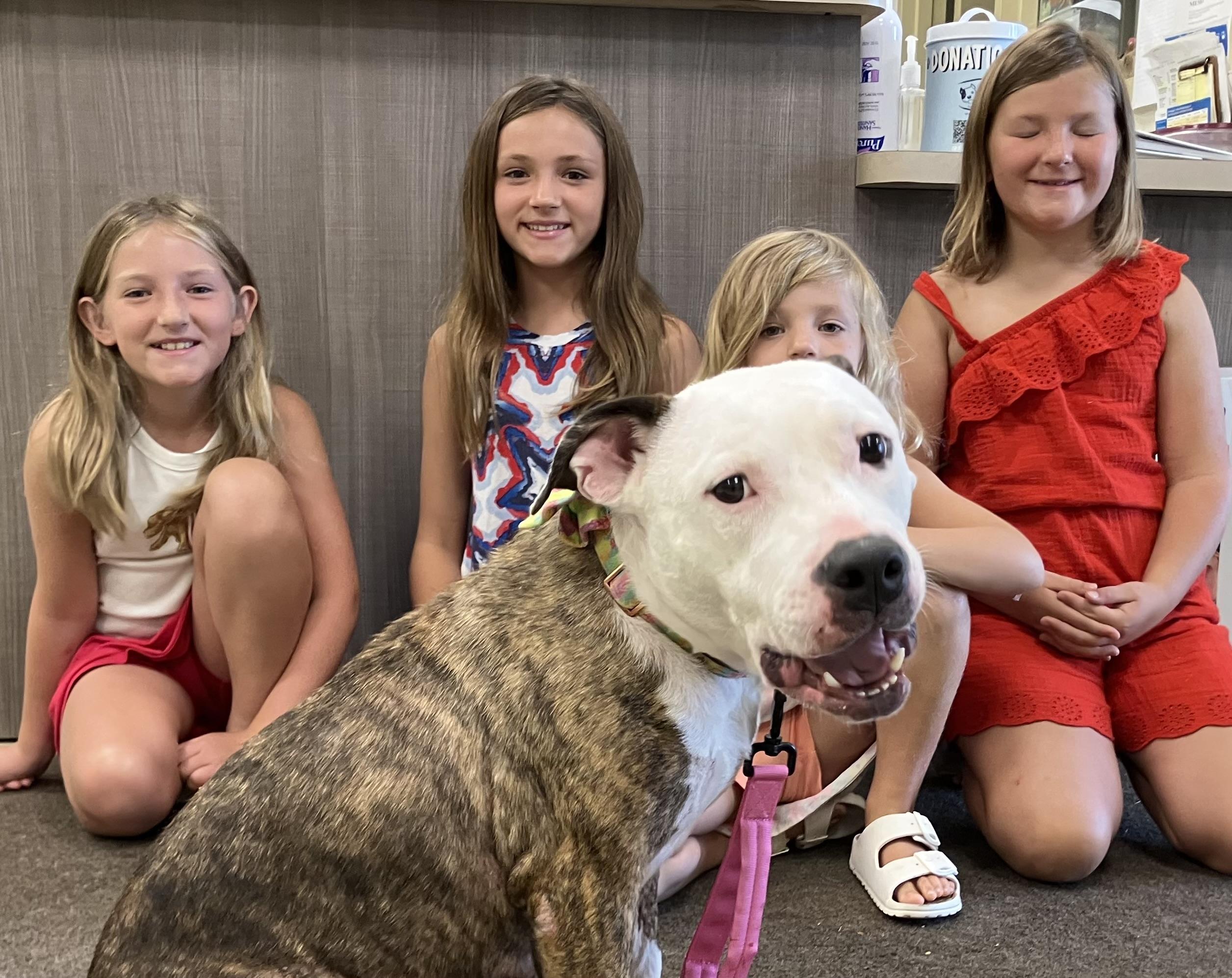 MISSY, a ADOPTABLE mixed breed in Ashland, OH image 2/3