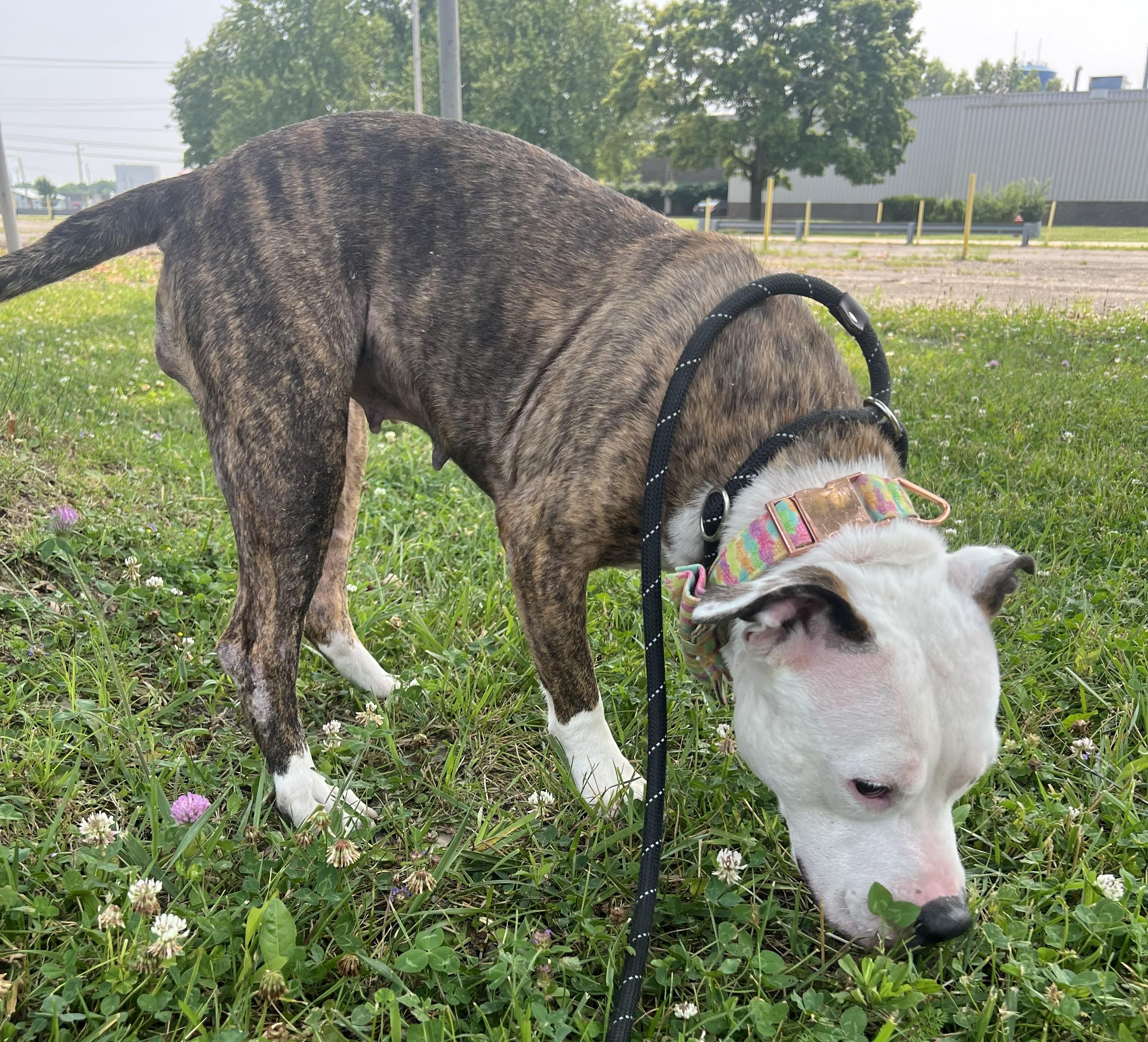 MISSY, ADOPTABLE, Young Female Pit Bull Terrier.