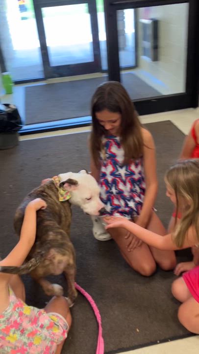 Enlarge MISSY, a ADOPTABLE mixed breed in Ashland, OH video 3/3