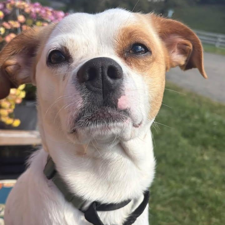 Enlarge Ty, a Adoptable mixed breed in Washington, PA image 6/6