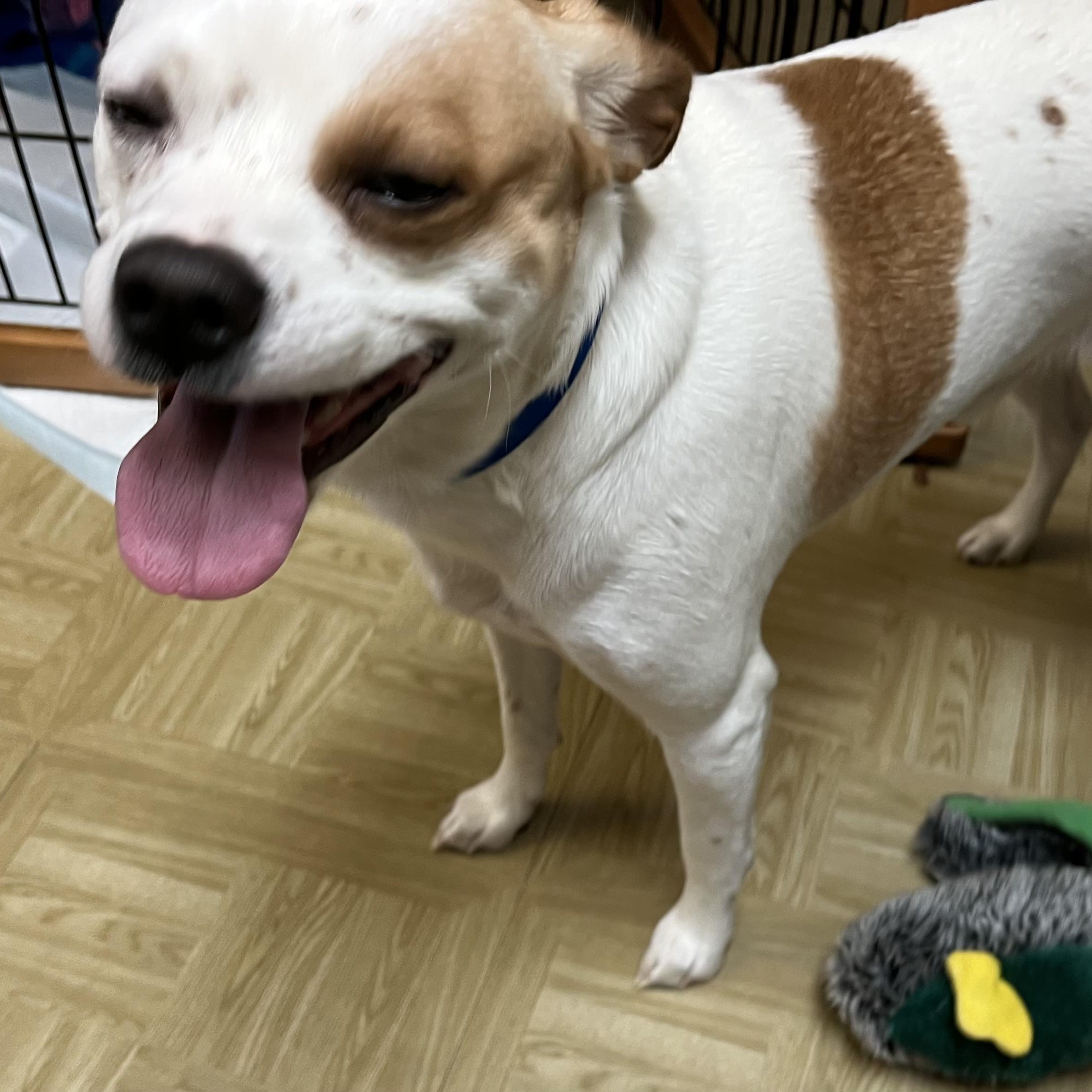 Enlarge Ty, a Adoptable mixed breed in Washington, PA image 3/5