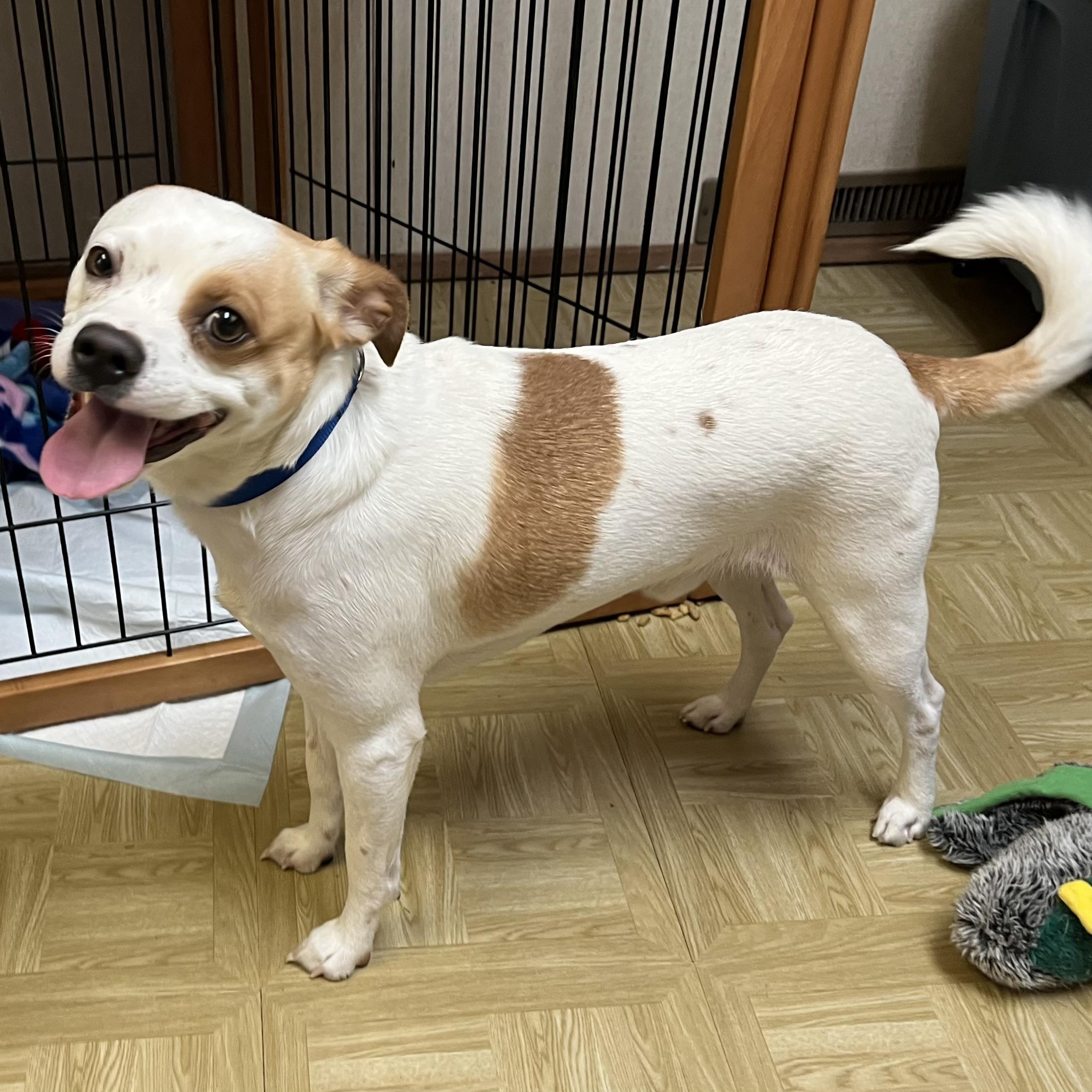 Enlarge Ty, a Adoptable mixed breed in Washington, PA image 2/5