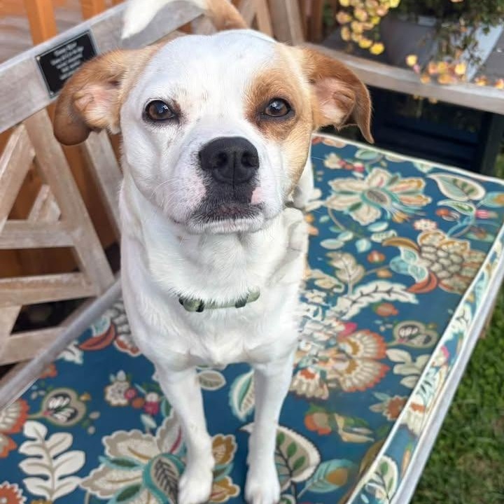 Ty, Adoptable, Adult Male Jack Russell Terrier.