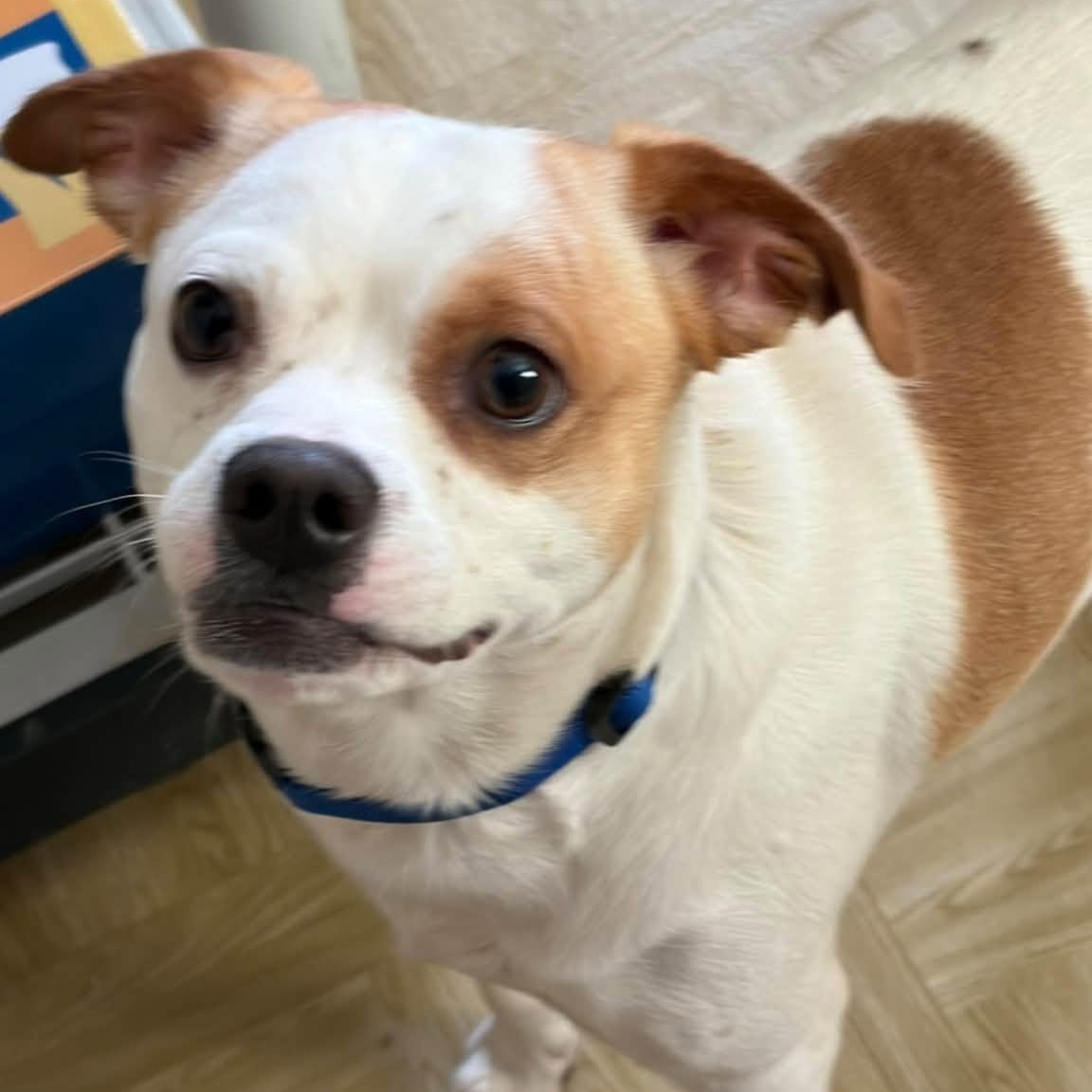 Enlarge Ty, a Adoptable mixed breed in Washington, PA image 5/5