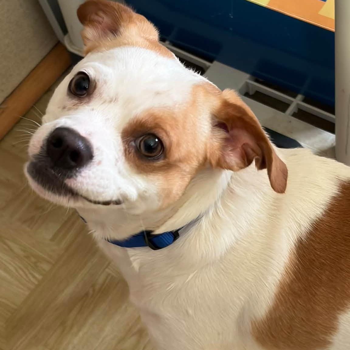Enlarge Ty, a Adoptable mixed breed in Washington, PA image 1/5