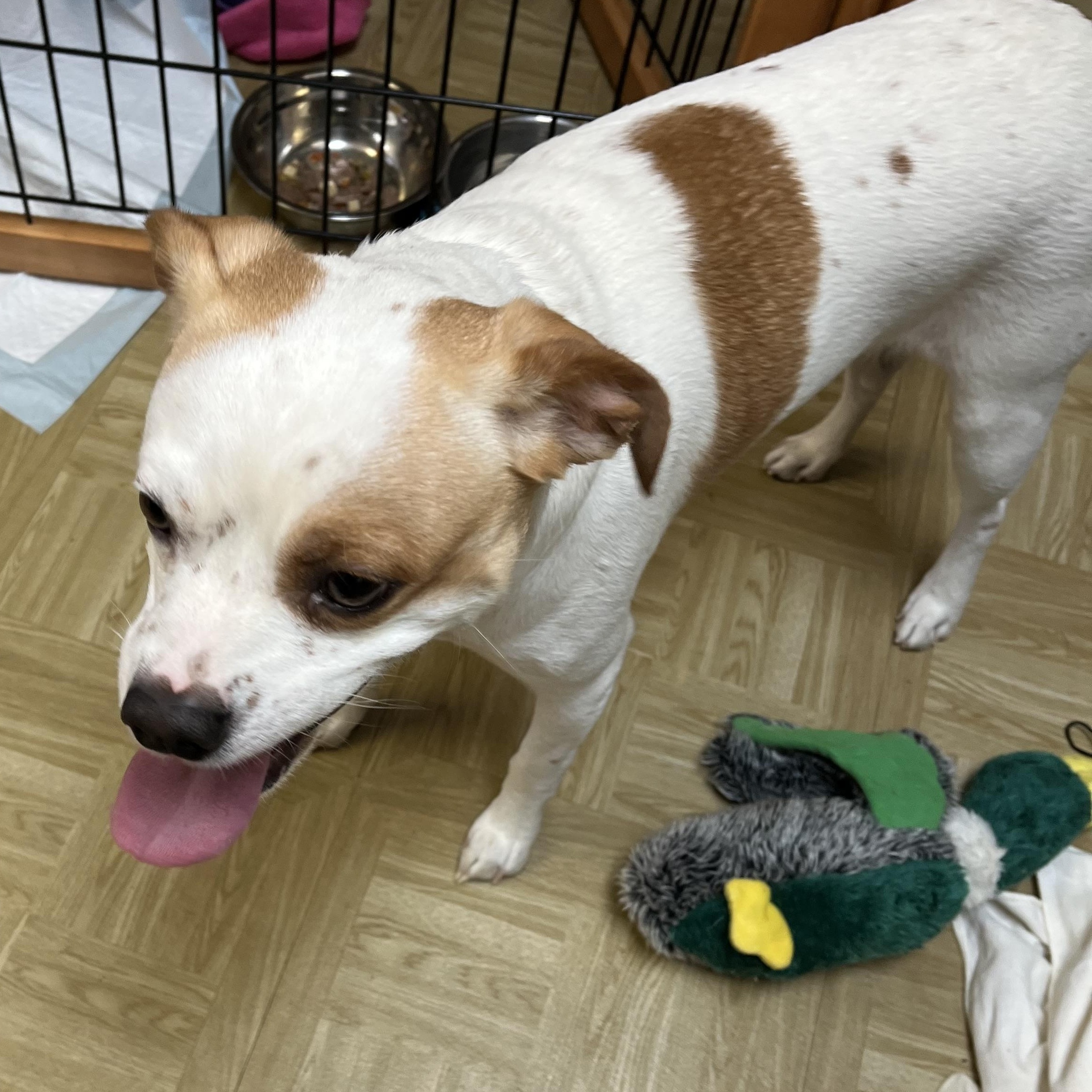 Enlarge Ty, a Adoptable mixed breed in Washington, PA image 4/5