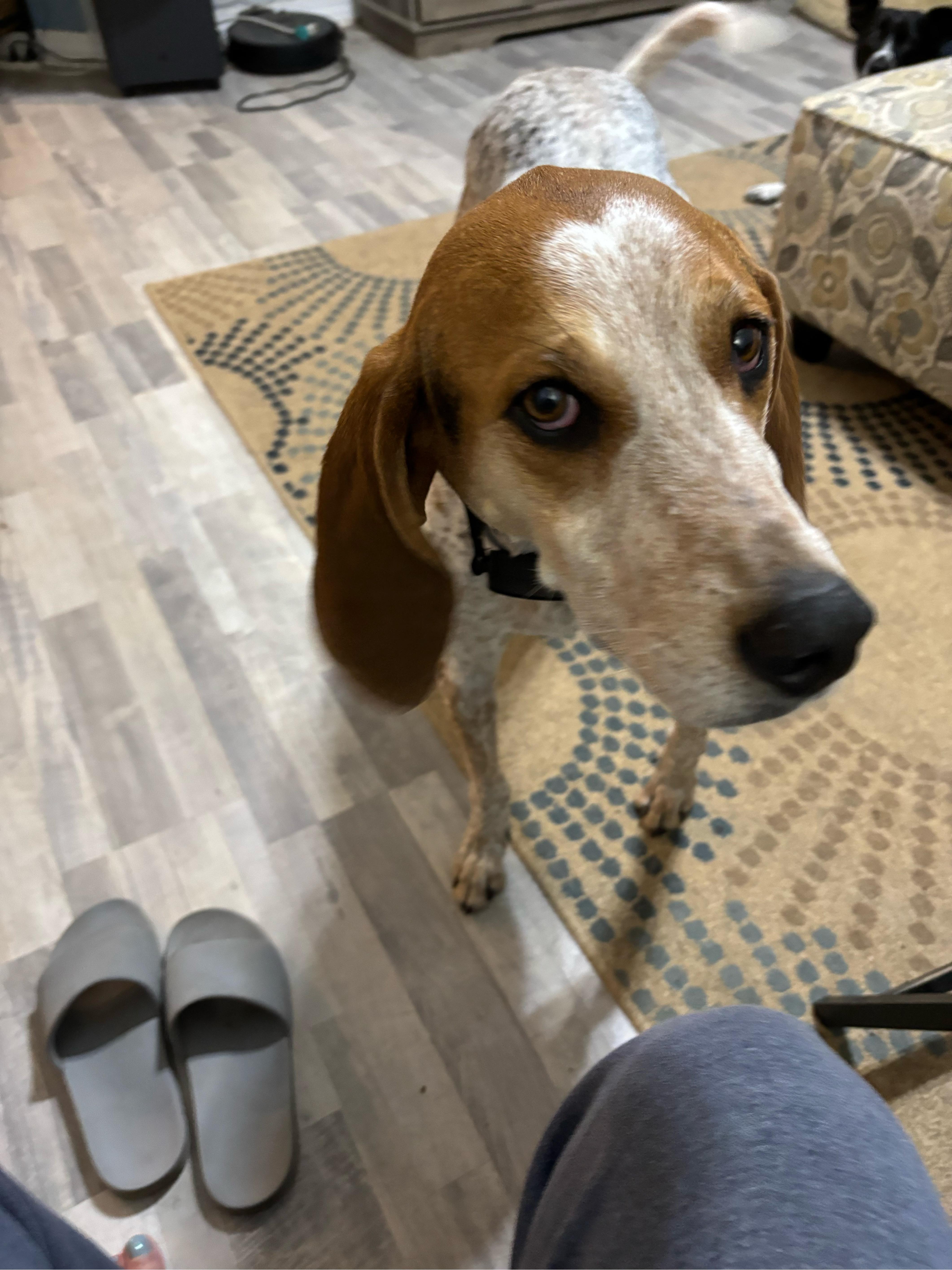 Luci, Adopted, Young Female Coonhound.
