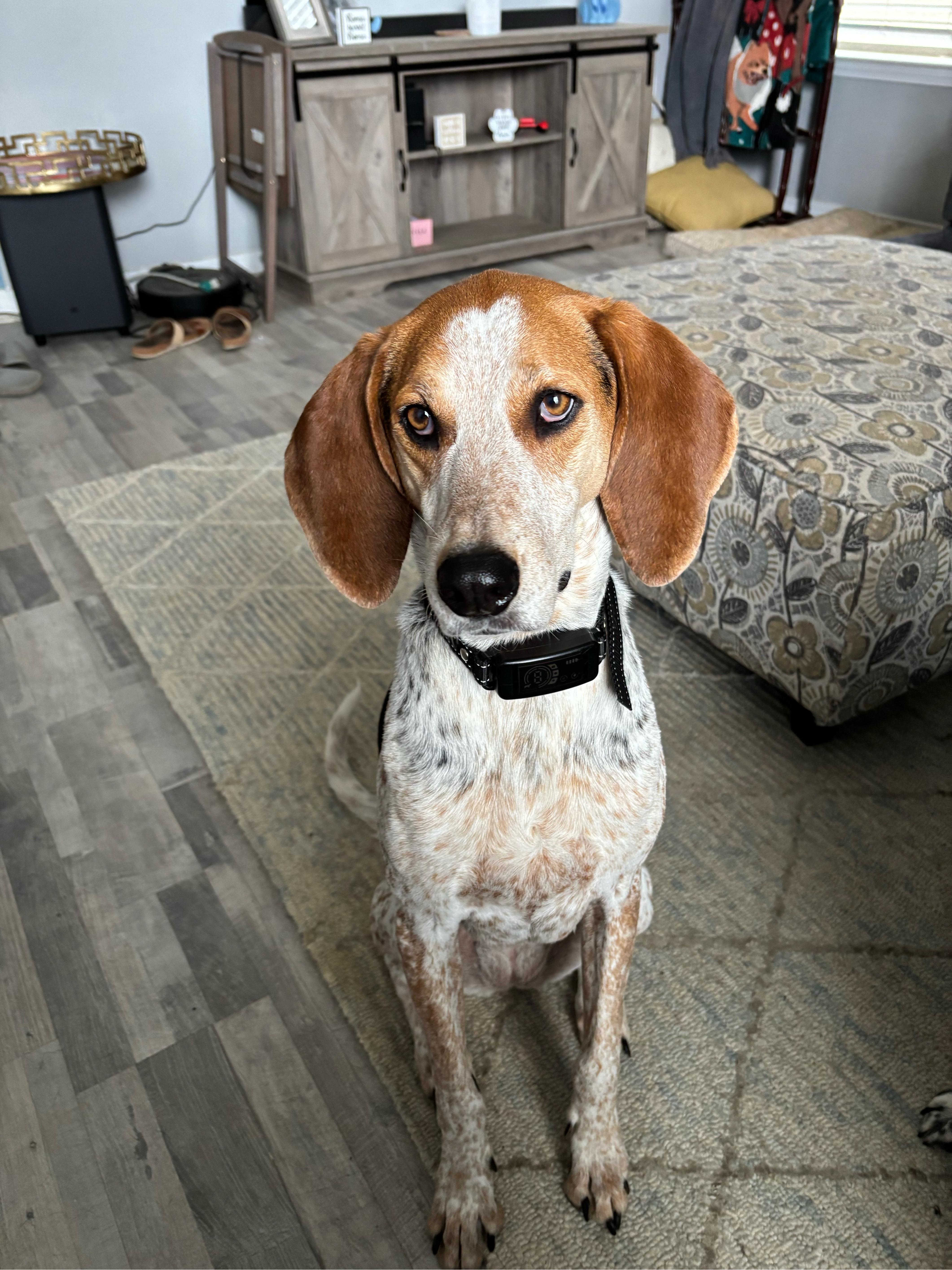 Luci, a Adopted Coonhound in Orange Beach, AL image 2/4