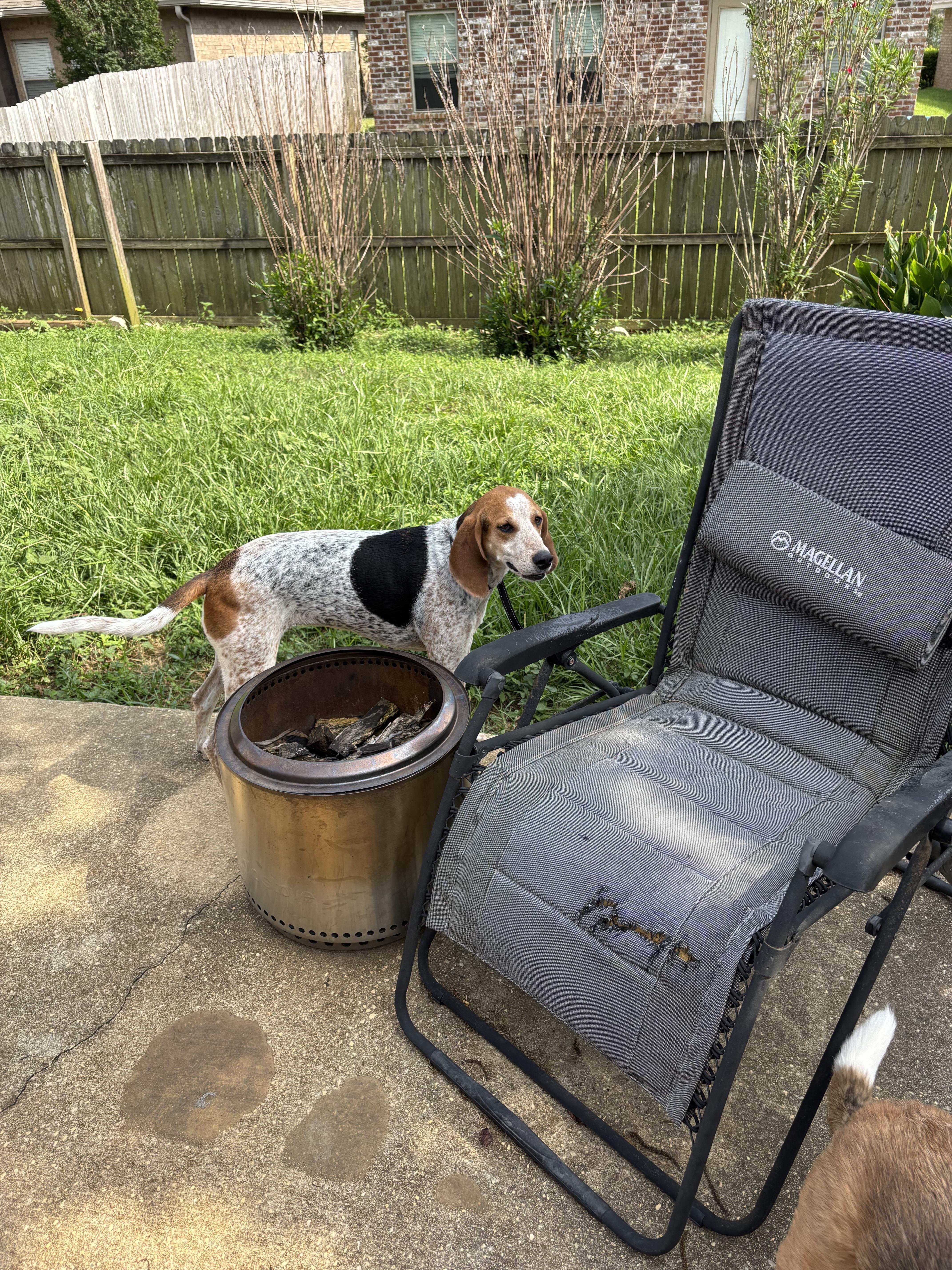 Luci, a Adopted Coonhound in Orange Beach, AL image 3/4
