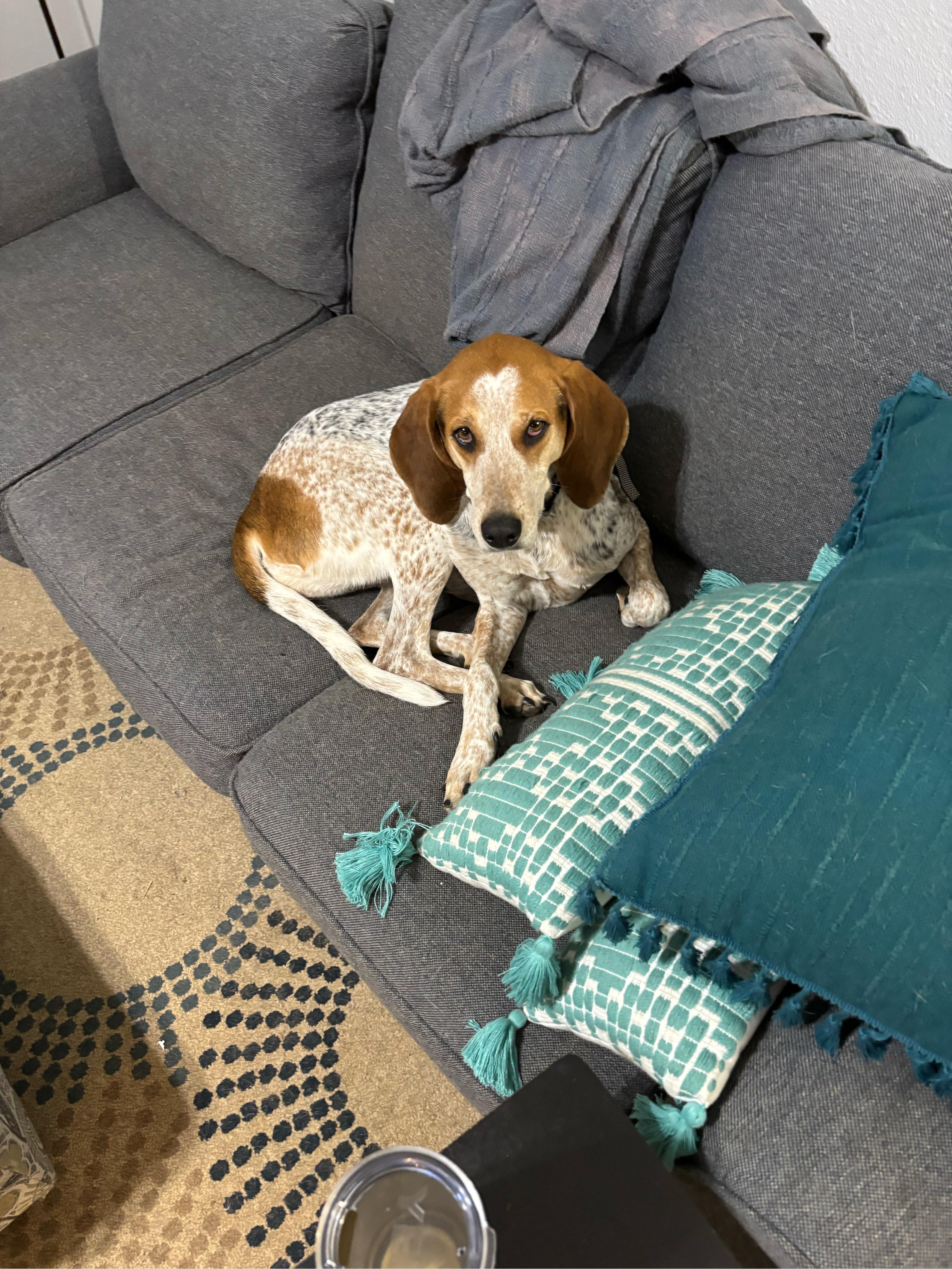 Luci, a Adopted Coonhound in Orange Beach, AL image 4/4