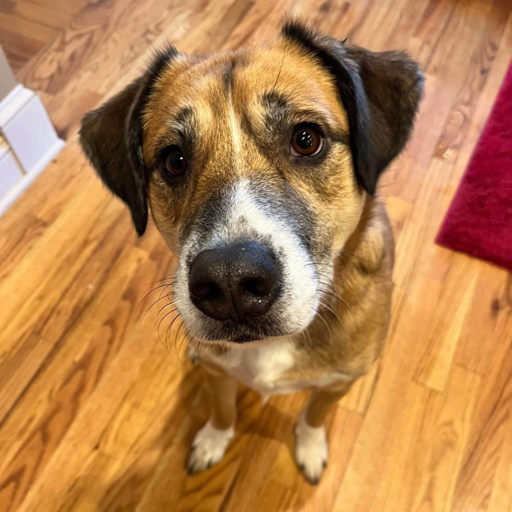 Bowie, a Adoptable Australian Shepherd in Lake Jackson, TX image 2/6