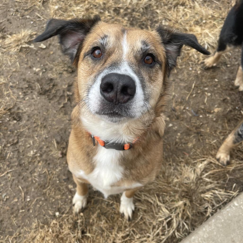 Bowie, a Adoptable Australian Shepherd in Lake Jackson, TX image 3/6