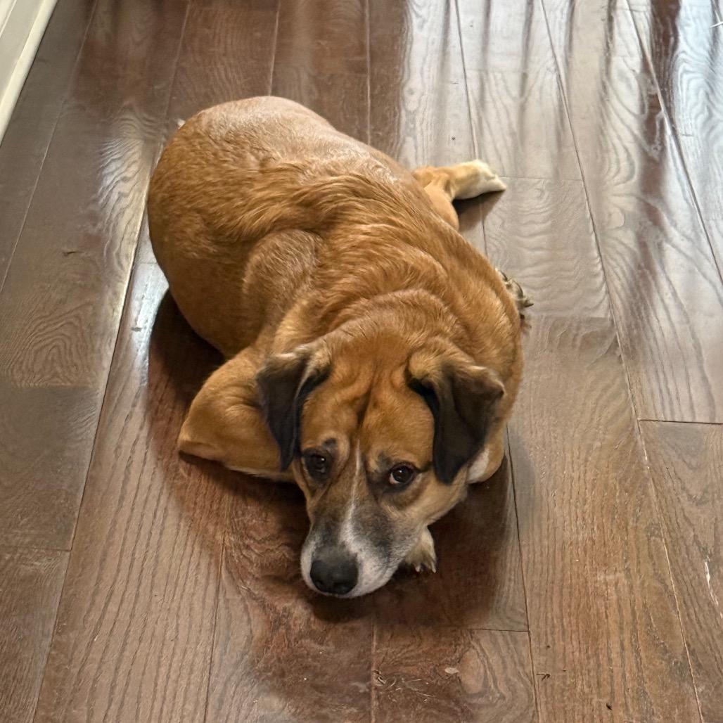 Bowie, a Adoptable Australian Shepherd in Lake Jackson, TX image 4/6