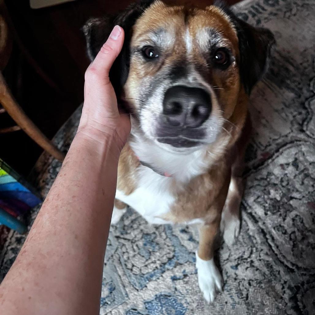 Bowie, a Adoptable Australian Shepherd in Lake Jackson, TX image 5/6