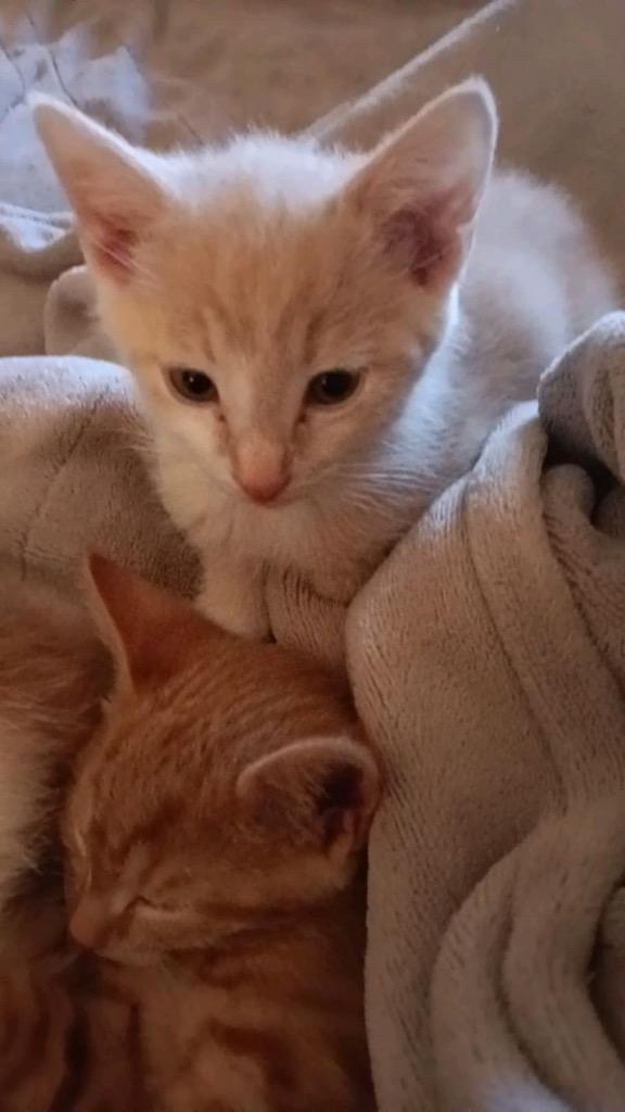 Finn, Adoptable, Kitten Male Domestic Short Hair.