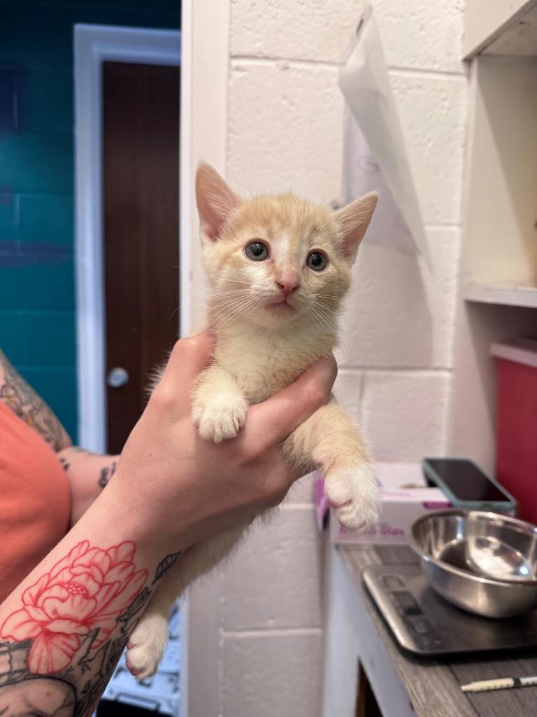 Finn, a Adoptable mixed breed in Johnson City, TN image 4/4