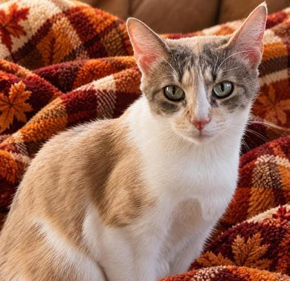 Enlarge Copper, a Adoptable mixed breed in Elk Grove Village, IL image 1/2