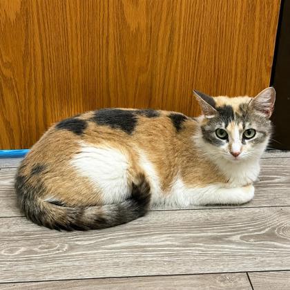 Enlarge Copper, a Adoptable mixed breed in Elk Grove Village, IL image 1/3