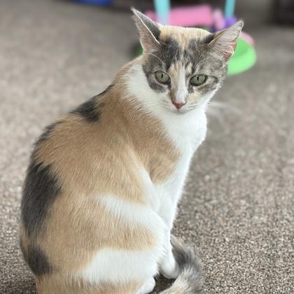 Enlarge Copper, a Adoptable mixed breed in Elk Grove Village, IL image 2/3