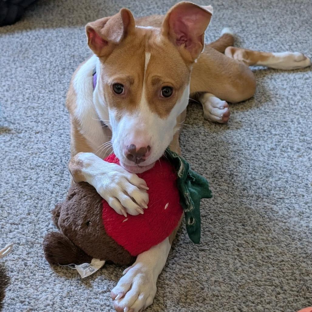 Mango, a Adoptable mixed breed in Alma, WI image 1/6
