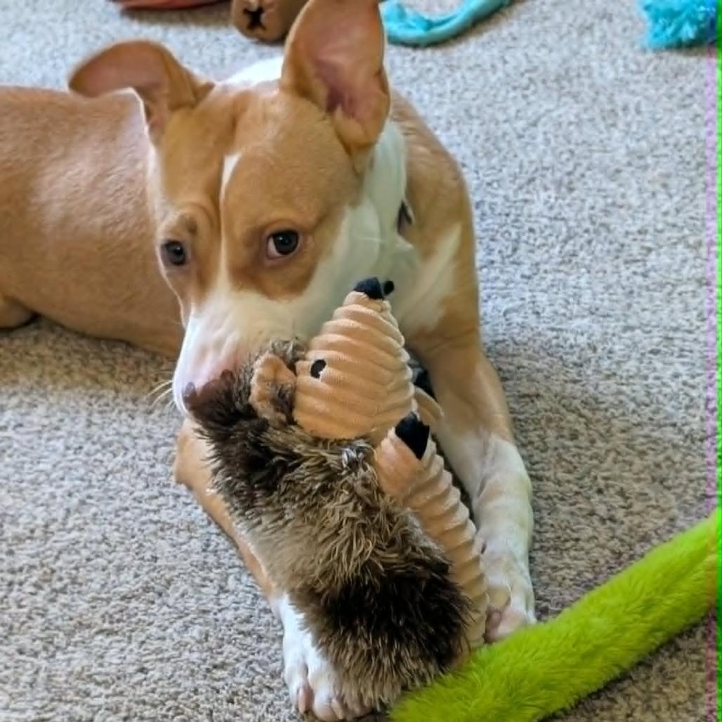 Mango, a Adoptable mixed breed in Alma, WI image 2/6