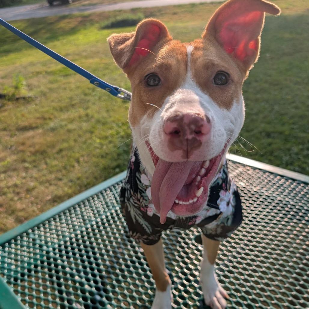 Enlarge Mango, a Adoptable mixed breed in Alma, WI image 3/6