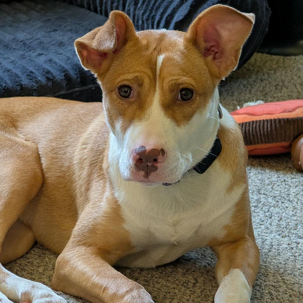 Mango, a Adoptable mixed breed in Alma, WI image 3/6