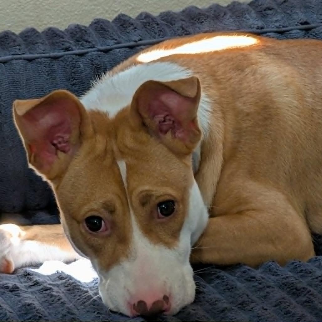 Mango, a Adoptable mixed breed in Alma, WI image 4/6