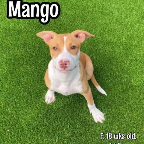Mango, a Adoptable mixed breed in Alma, WI image 5/6