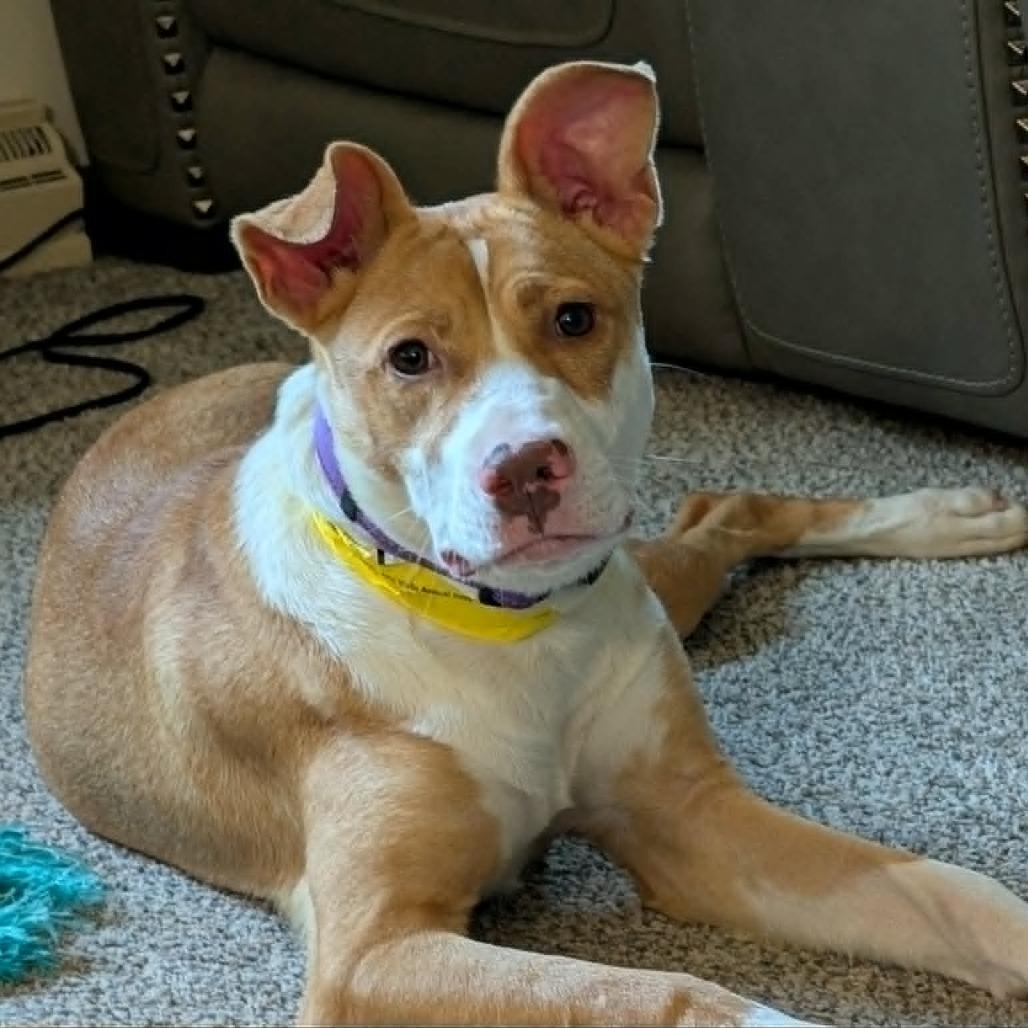 Mango, a Adoptable mixed breed in Alma, WI image 6/6