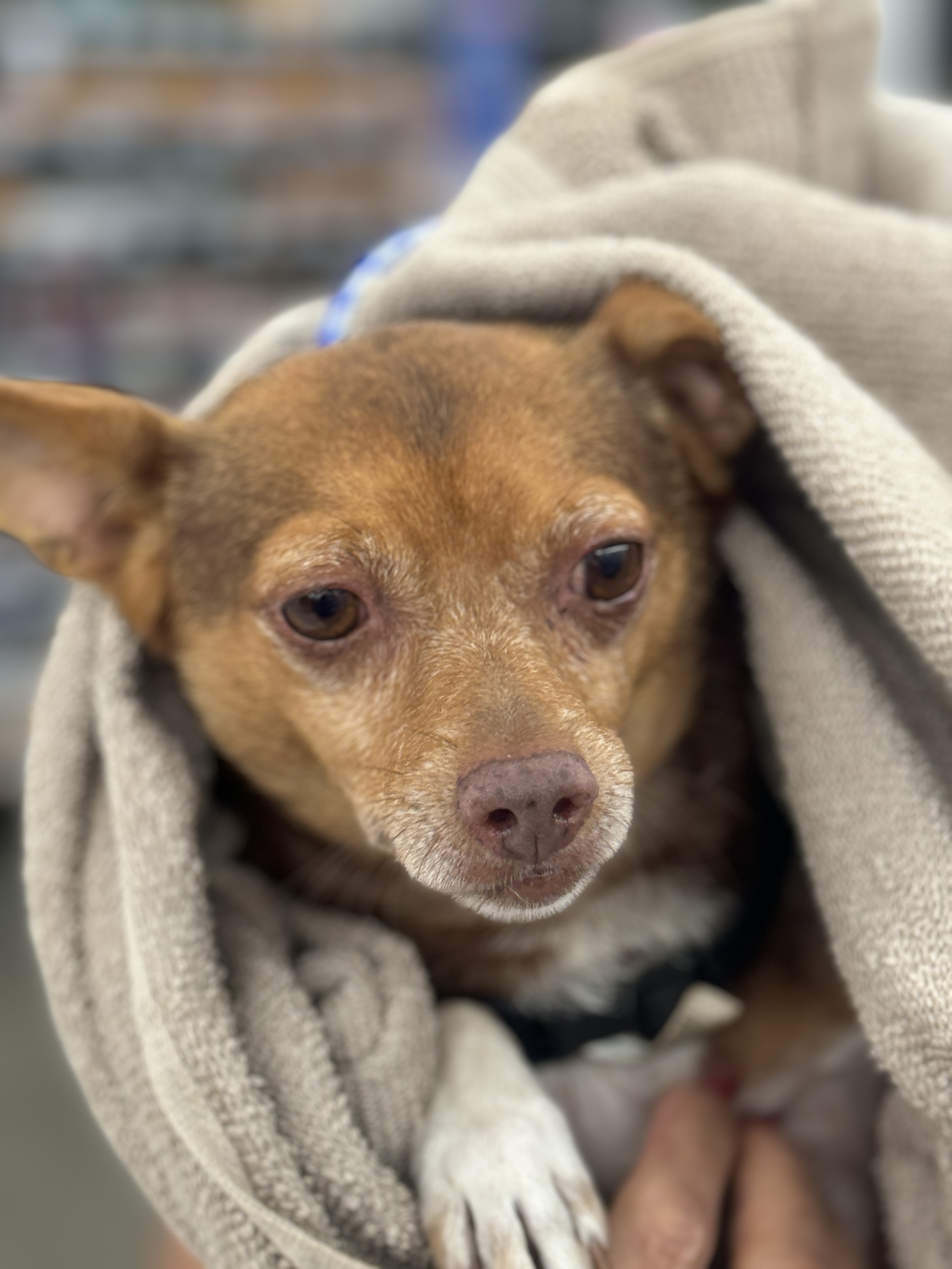 Stitch, Adoptable, Adult Male Chihuahua.