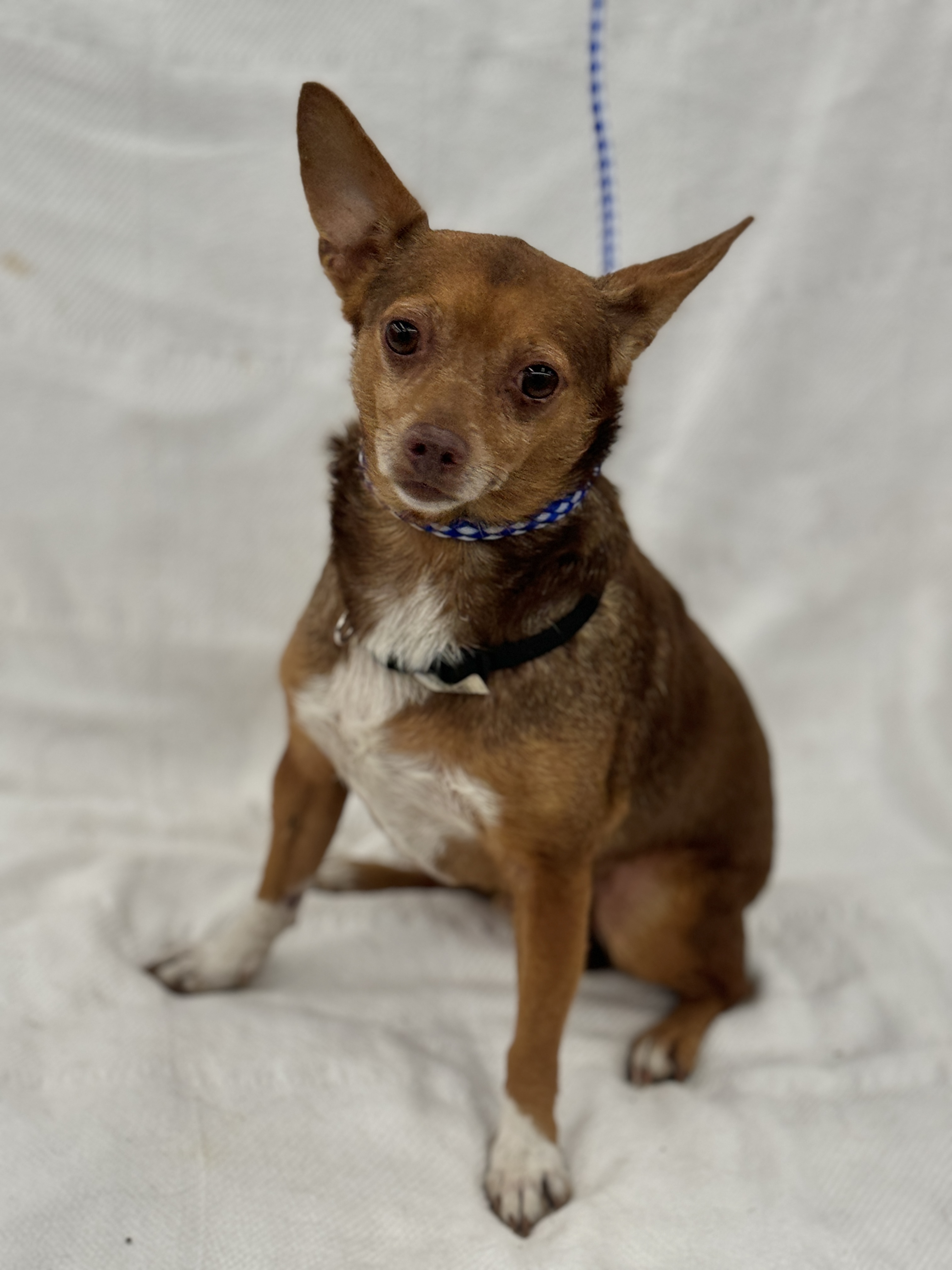 Stitch, a Adoptable Chihuahua in Irving, TX image 2/4