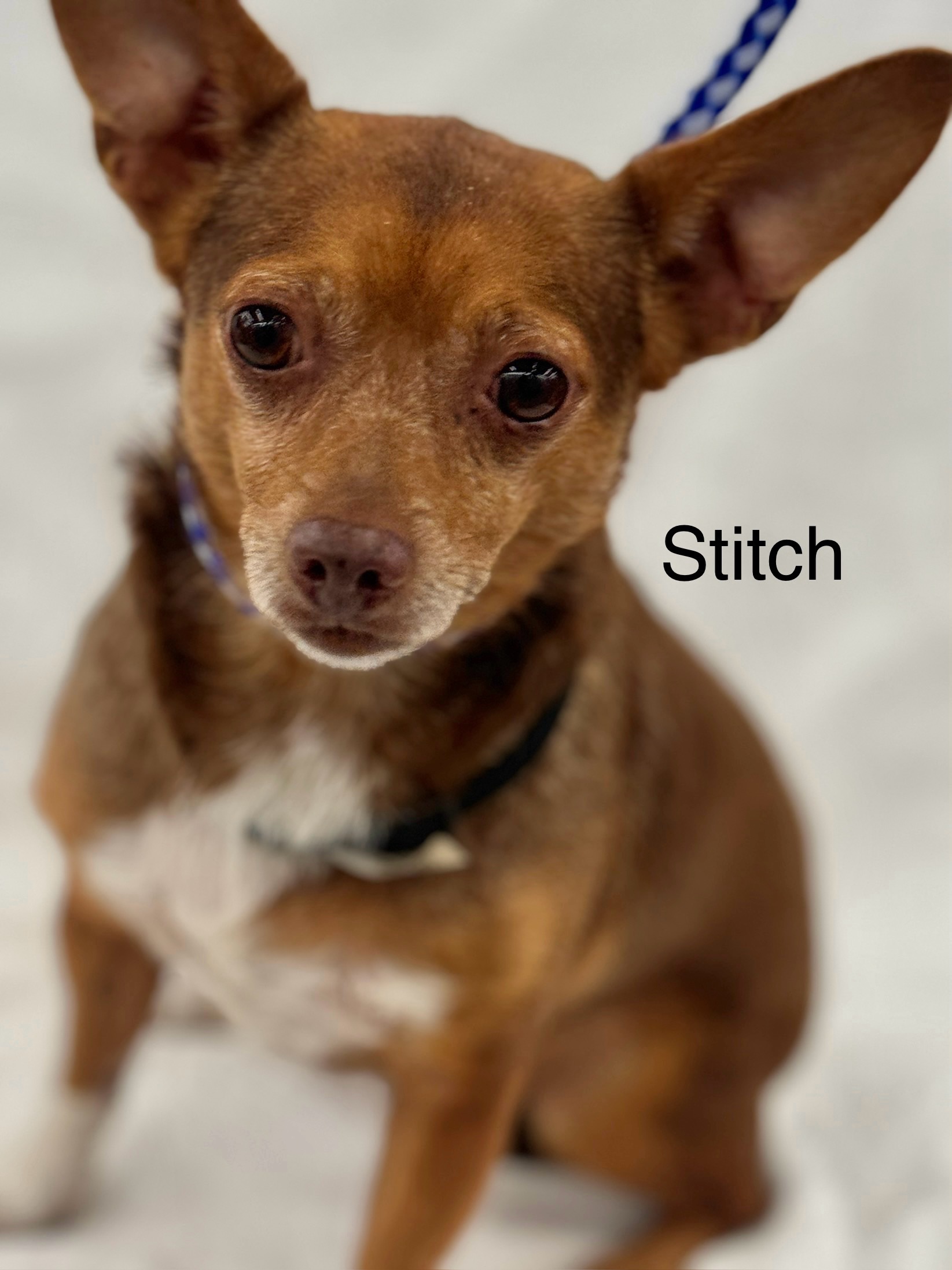 Stitch, a Adoptable Chihuahua in Irving, TX image 3/4