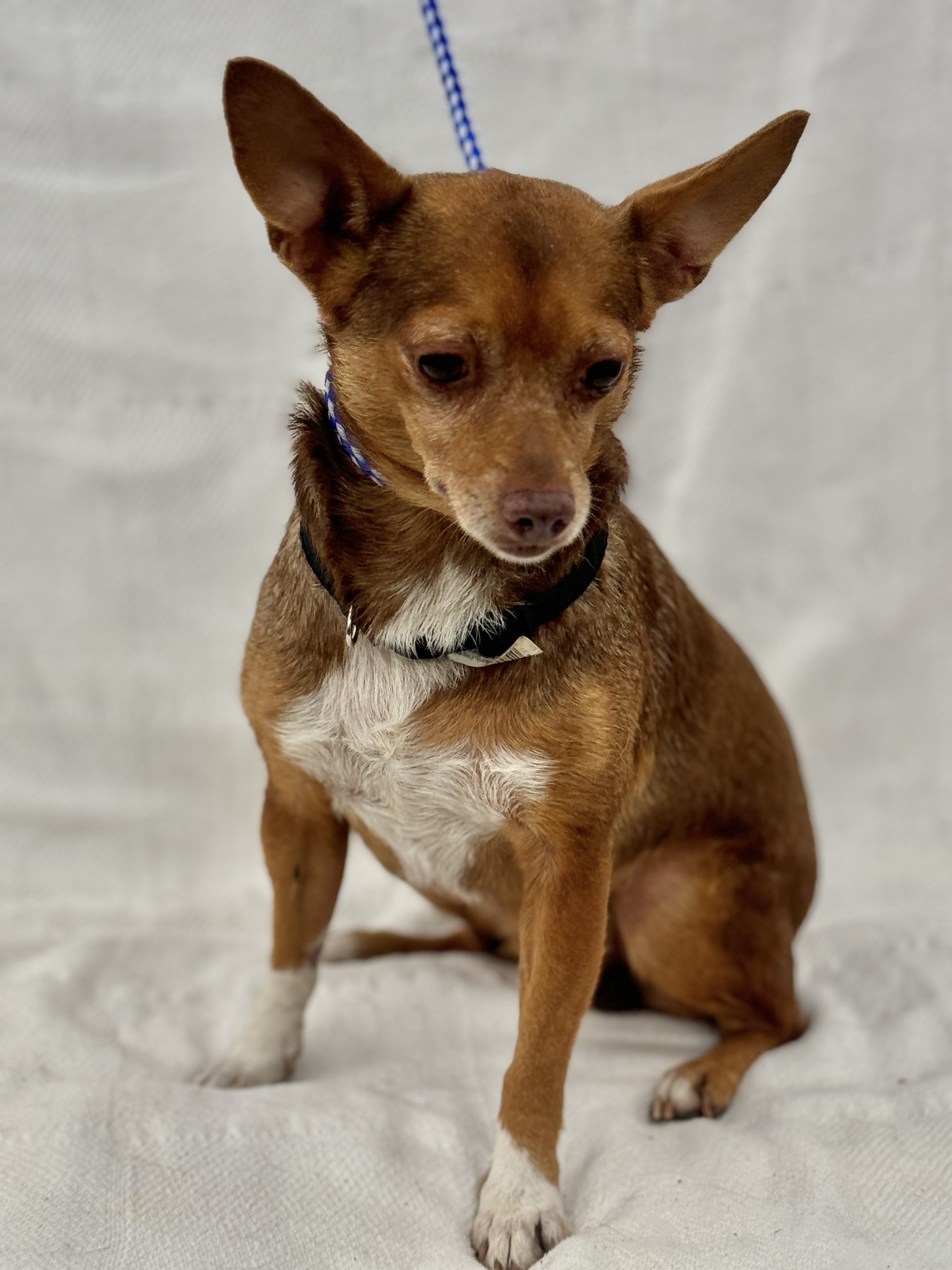 Stitch, a Adoptable Chihuahua in Irving, TX image 4/4