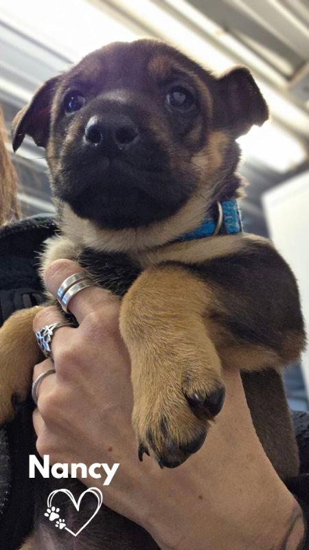 Enlarge Nancy, a Adopted mixed breed in Monte Vista, CO image 1/3