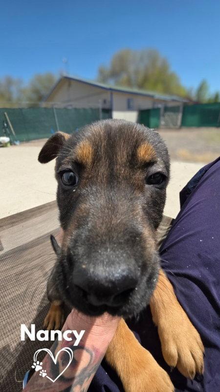 Enlarge Nancy, a Adopted mixed breed in Monte Vista, CO image 2/3