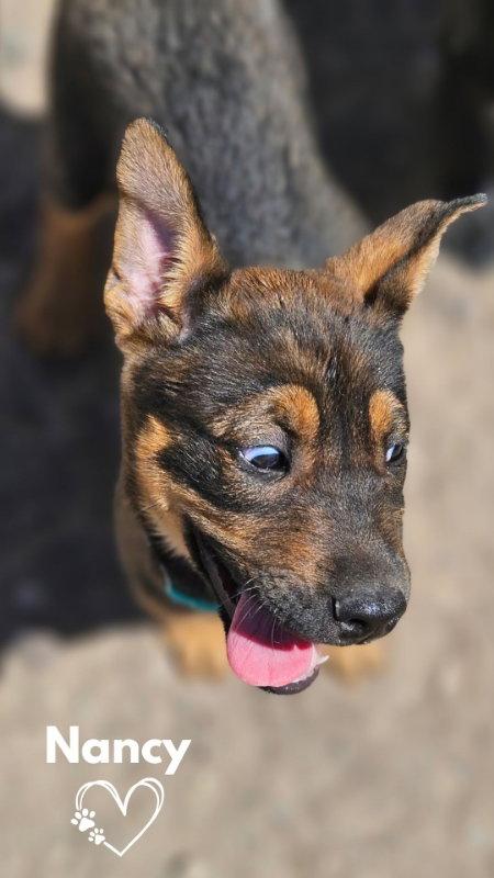 Enlarge Nancy, a Adopted mixed breed in Monte Vista, CO image 3/3