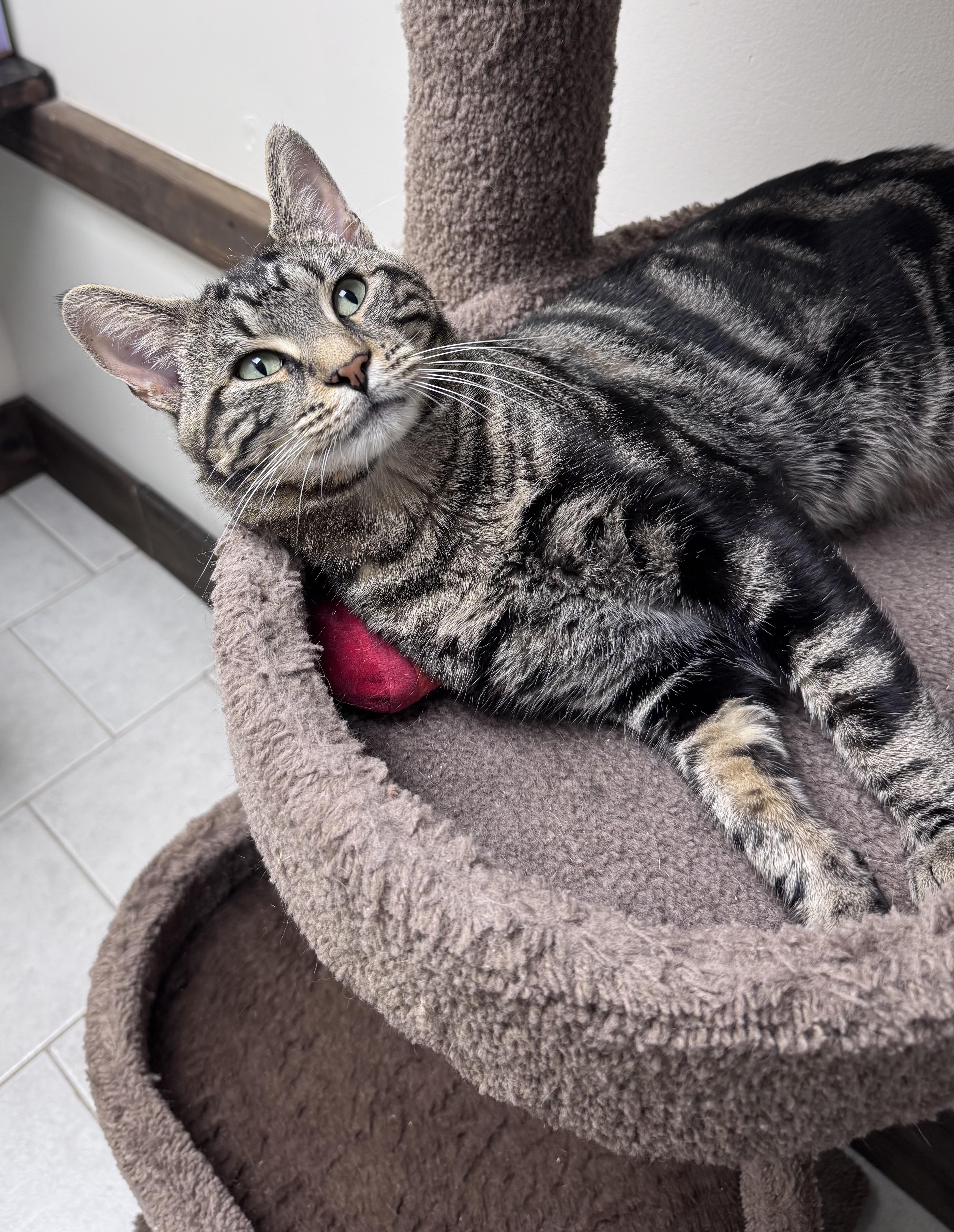 Stuart, a ADOPTABLE Tabby in Medford, MA image 2/3