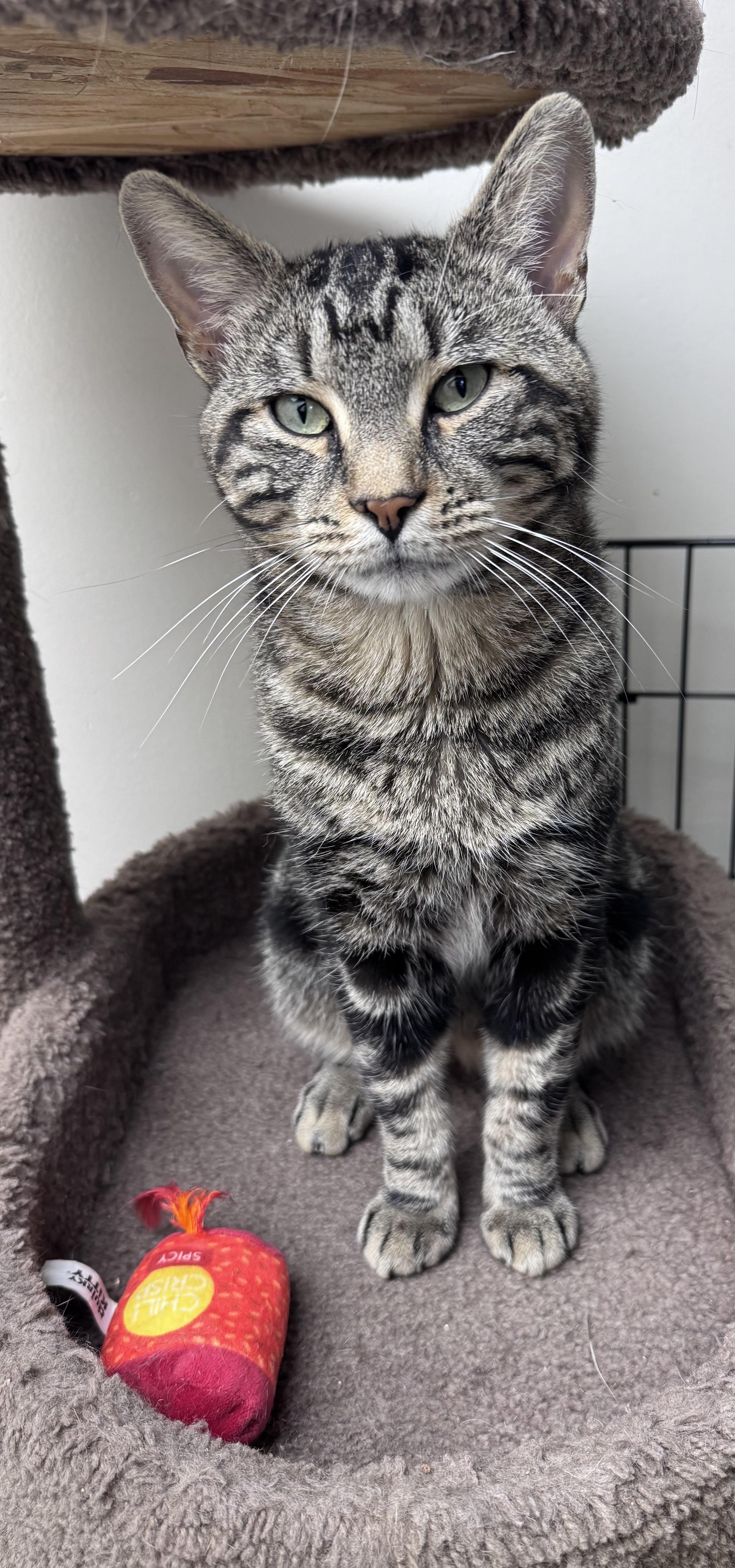 Stuart, a ADOPTABLE Tabby in Medford, MA image 3/3