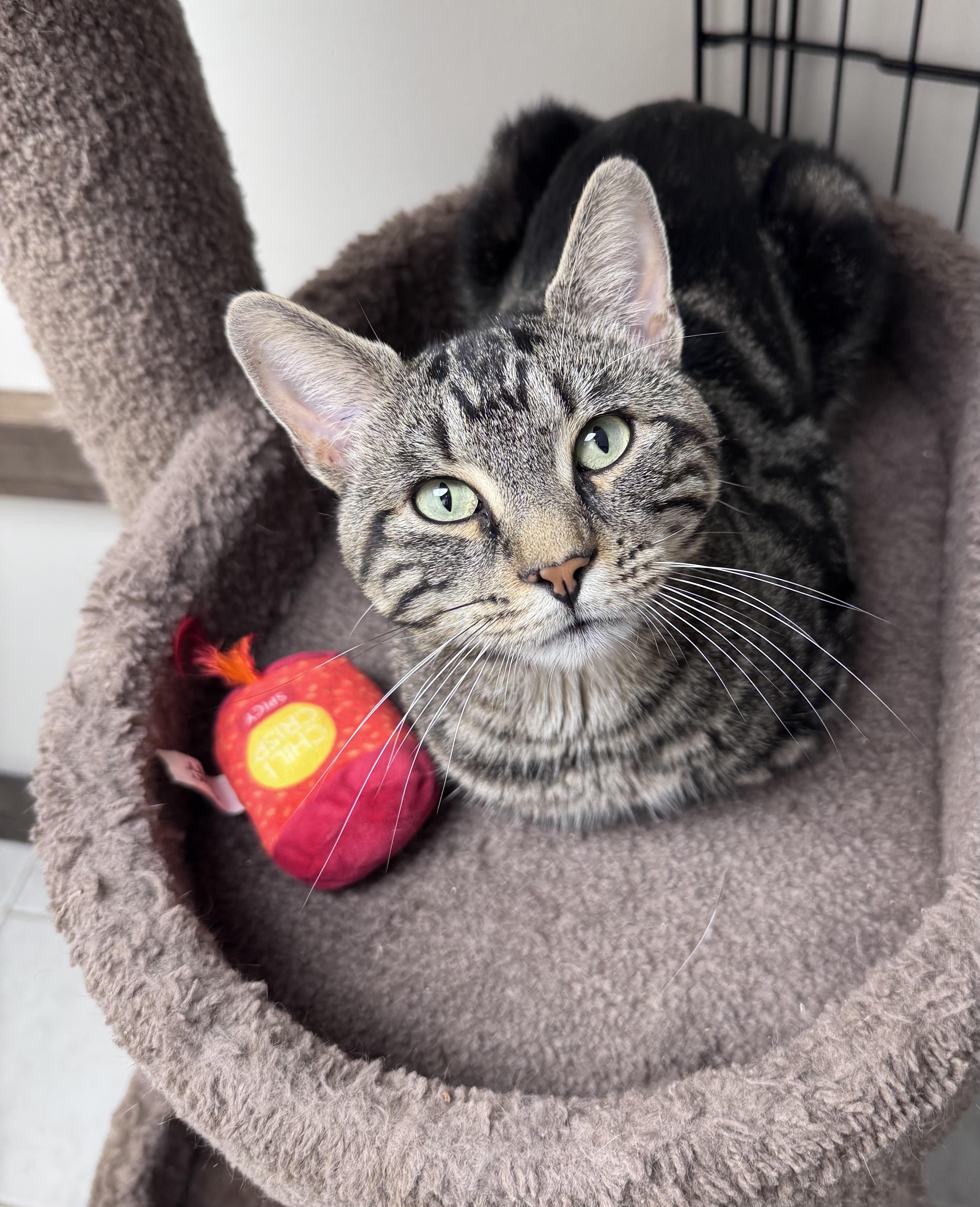 Stuart, a ADOPTABLE Tabby in Medford, MA image 1/3